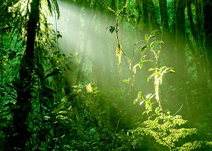Monteverde-Nebelwald, Costa Rica © iStock Vaara