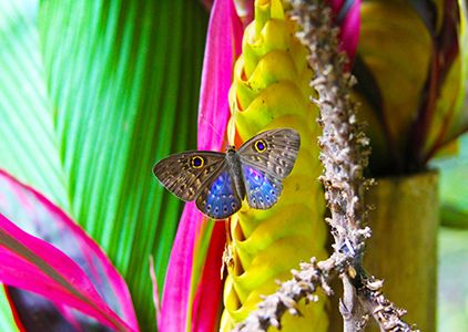 Schmetterling, Costa Rica