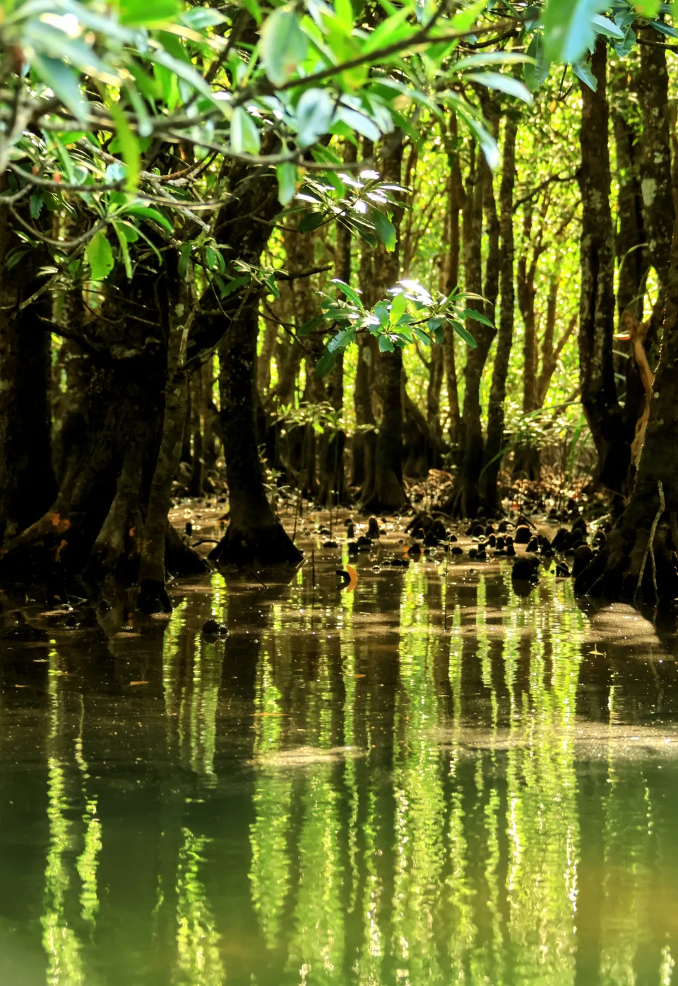 ...durch die mystischen Mangrovenwälder
