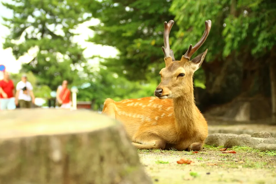 Hirsch auf Miyajima