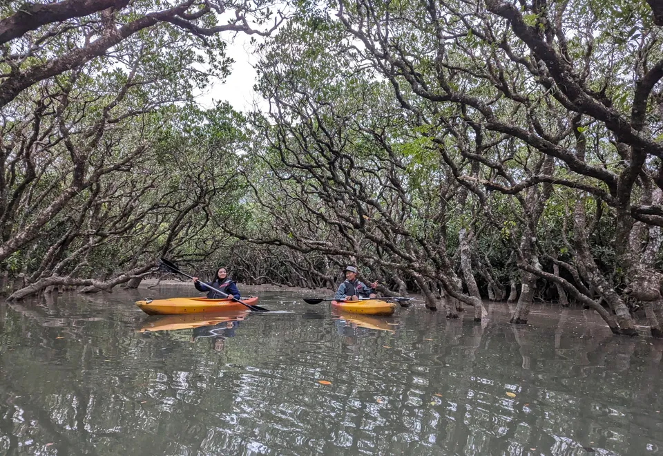 Durch die mystischen Mangrovenwälder Amami-Oshimas