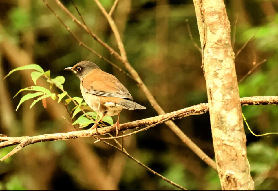 Birdwatching auf Amami-Oshima