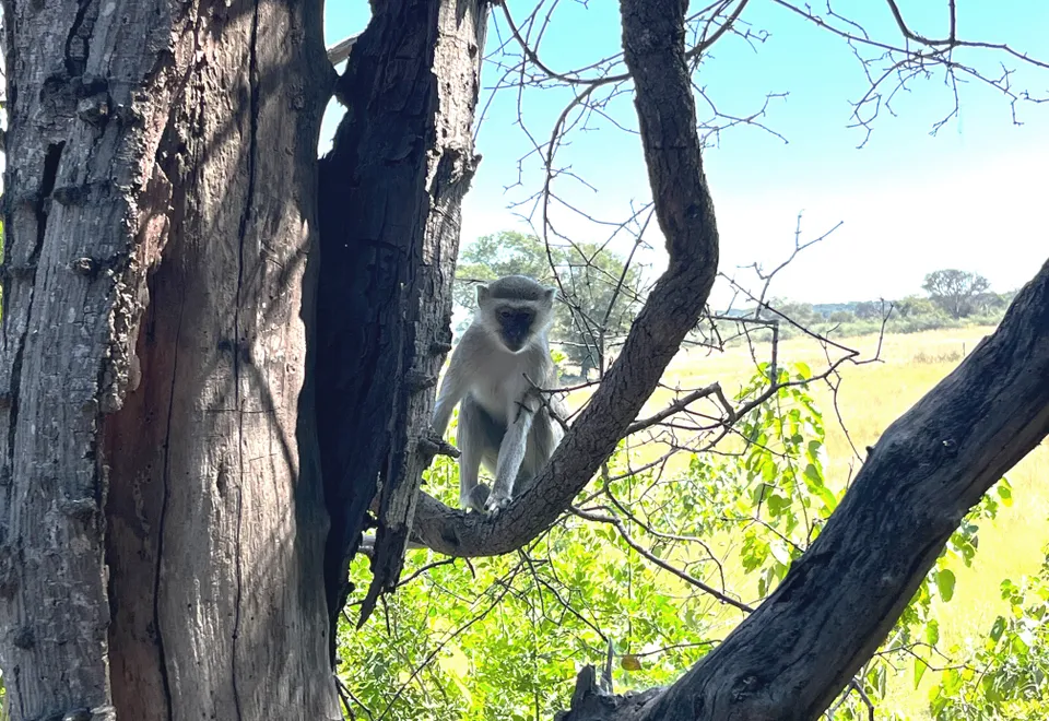 Äffchen im Bwabwata Nationalpark