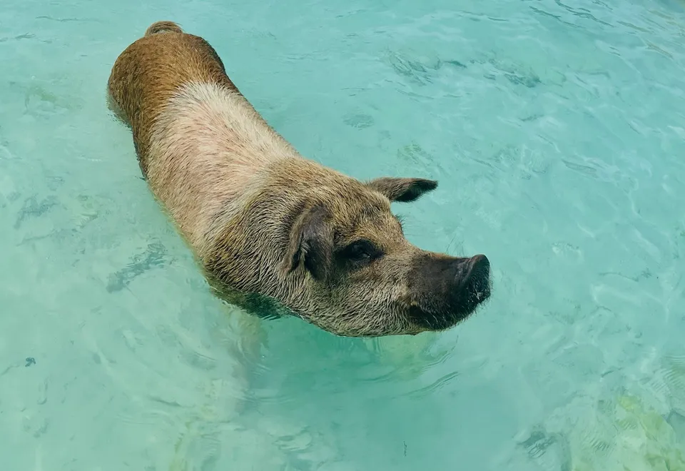 Schwein am Pig Beach