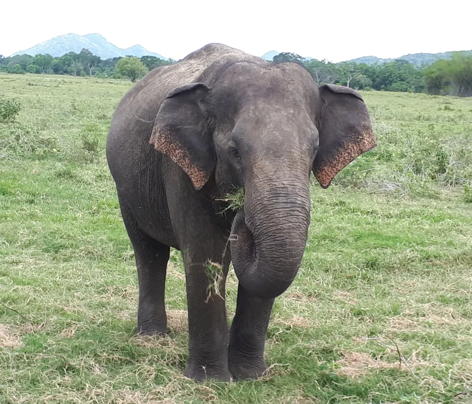 Elefant Sri Lanka