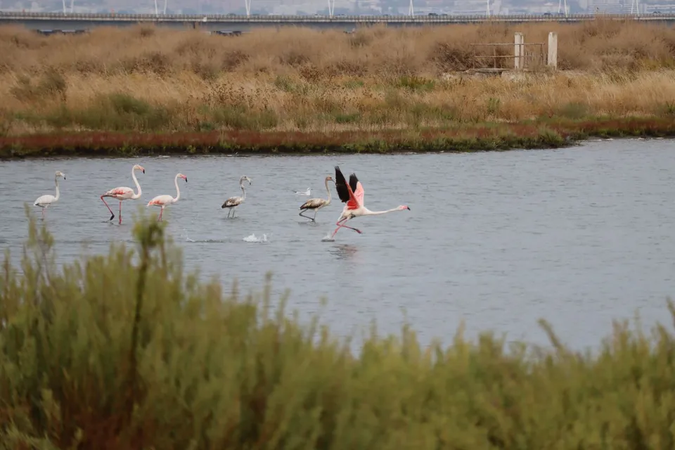 Flamingos in den Alcochete Salinas