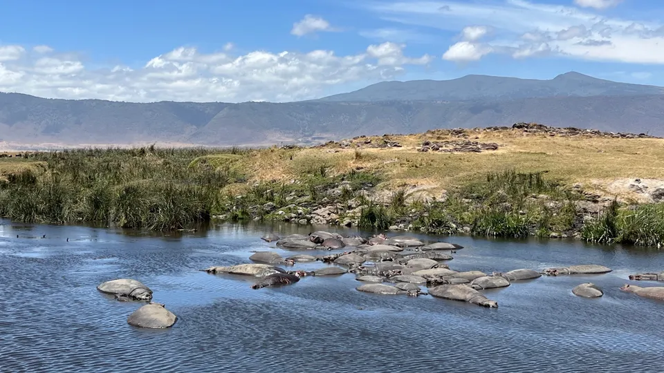 Flusspferde im Ngorongoro-Nationalpark
