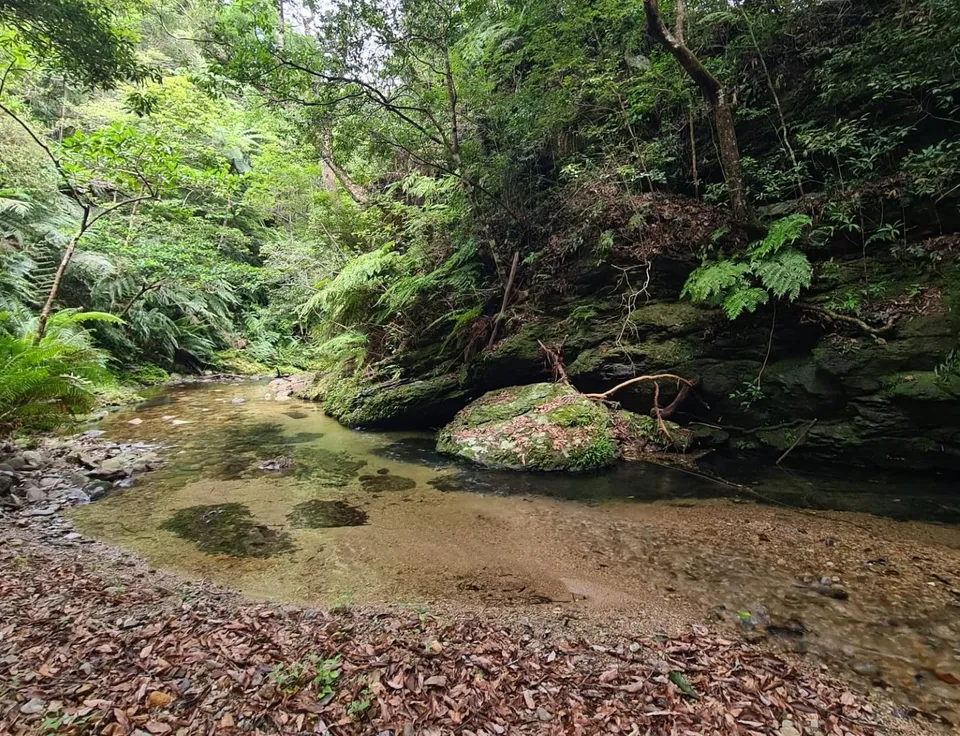 Mangroven in Okinawa