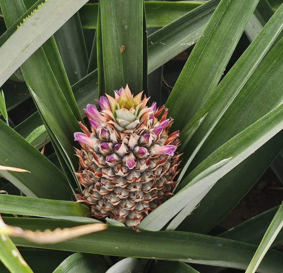 Panama City, Blick auf eine Ananas-Plantage