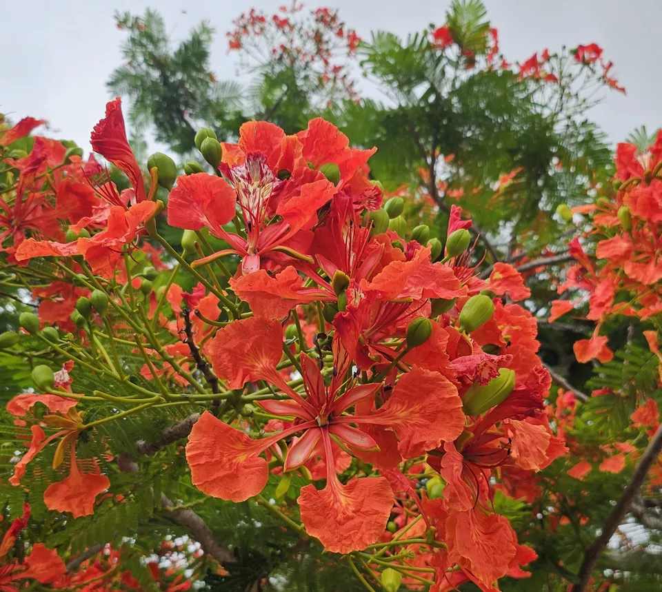 Blüten eines Flammenbaumes, Panama City