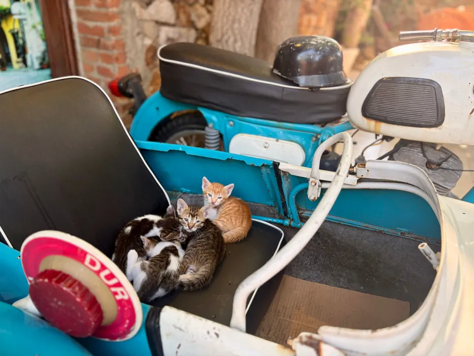 Unsere Herzen wurden im Sturm von den Katzenbabys erobert.