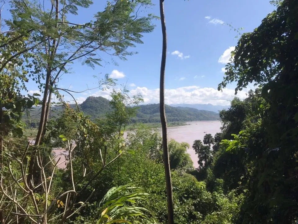 Dschungel in Vietnam