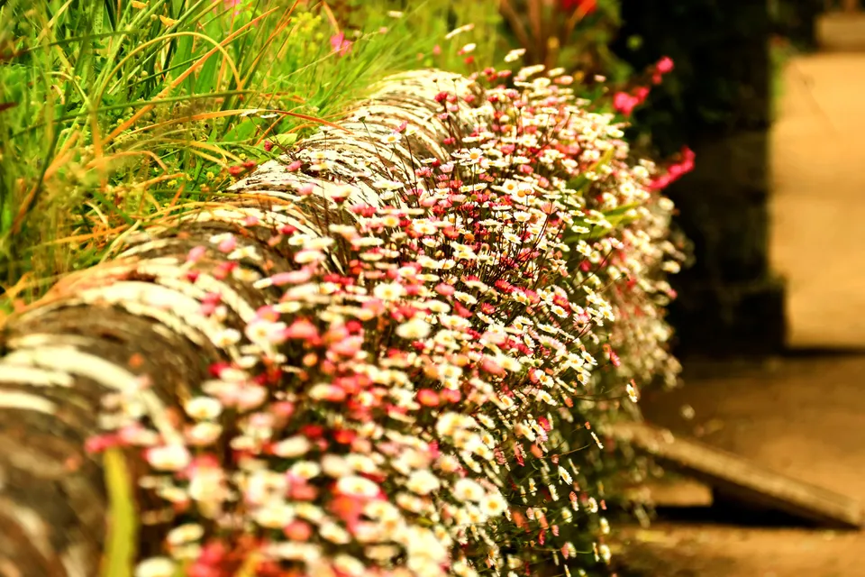 Wunderschöne Daisy's auf den Kanalinseln