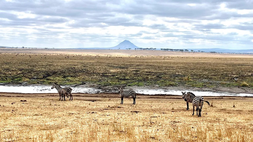 Zebras im Ngorongoro-Nationalpark