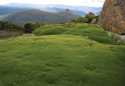 Wildes Tasmanien, Australien Reise