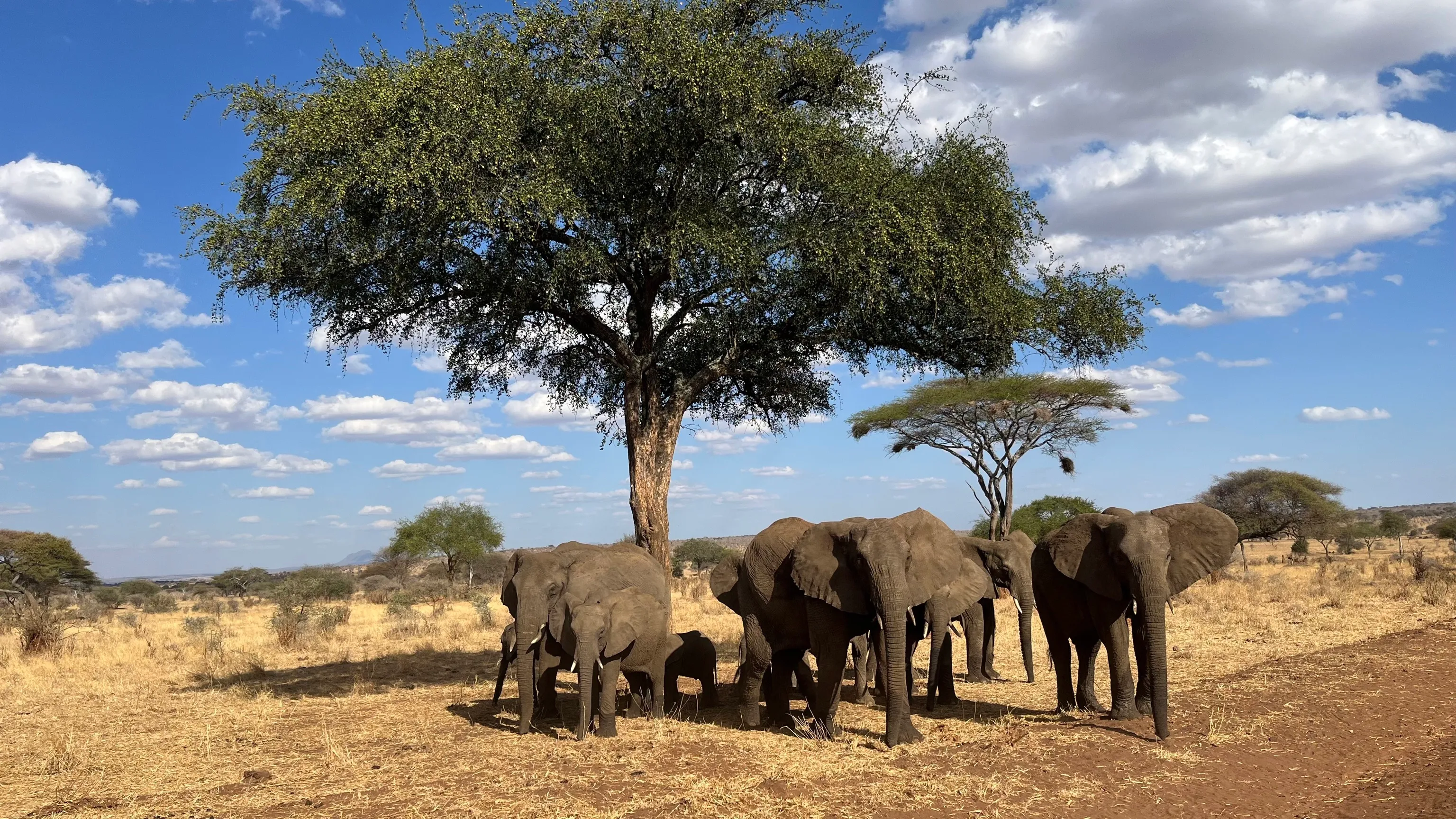 Tarangire-Nationalpark