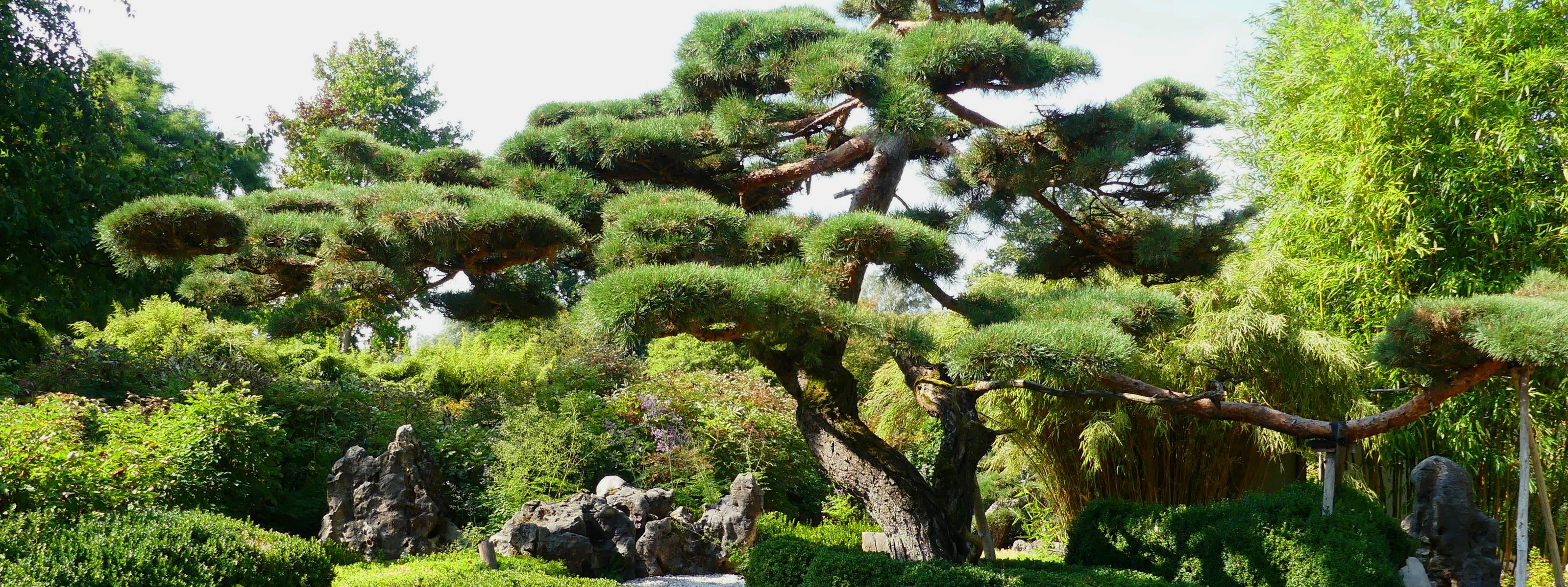 Riesen Bonsai