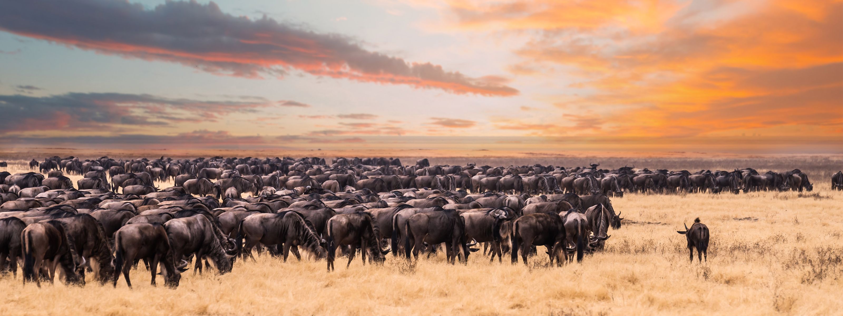 Gnuwanderung - Header