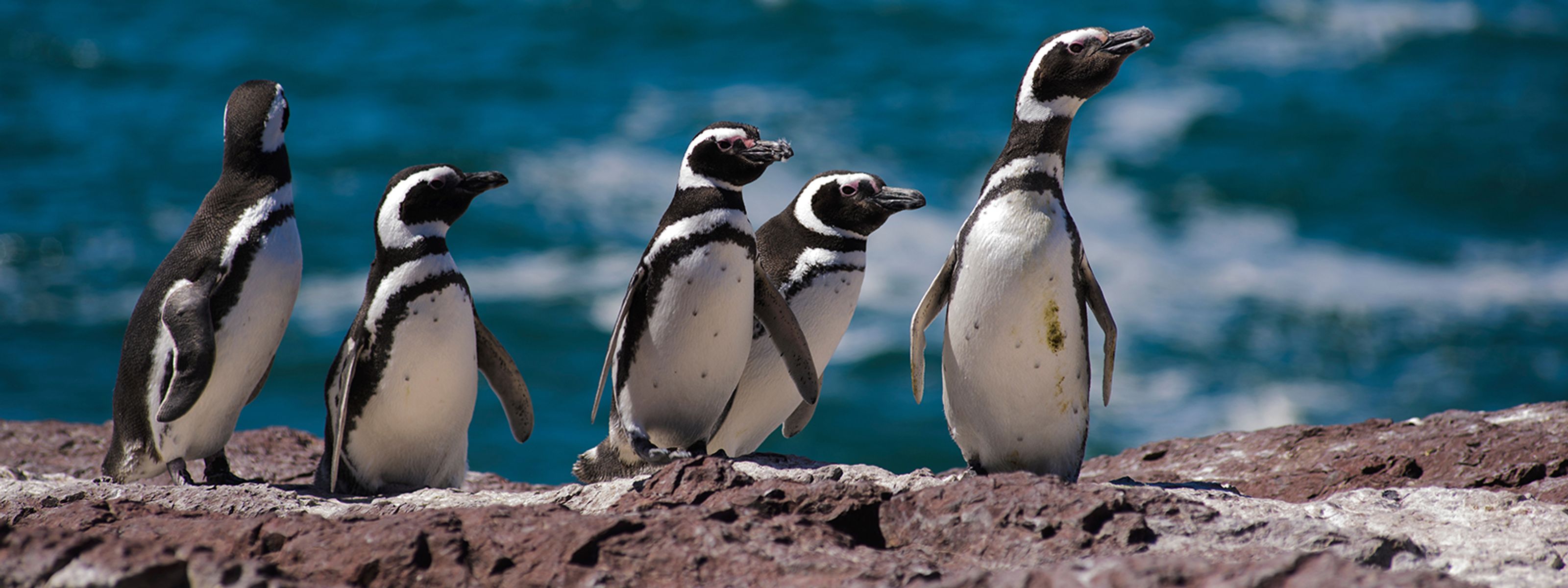 Magellanpinguine
