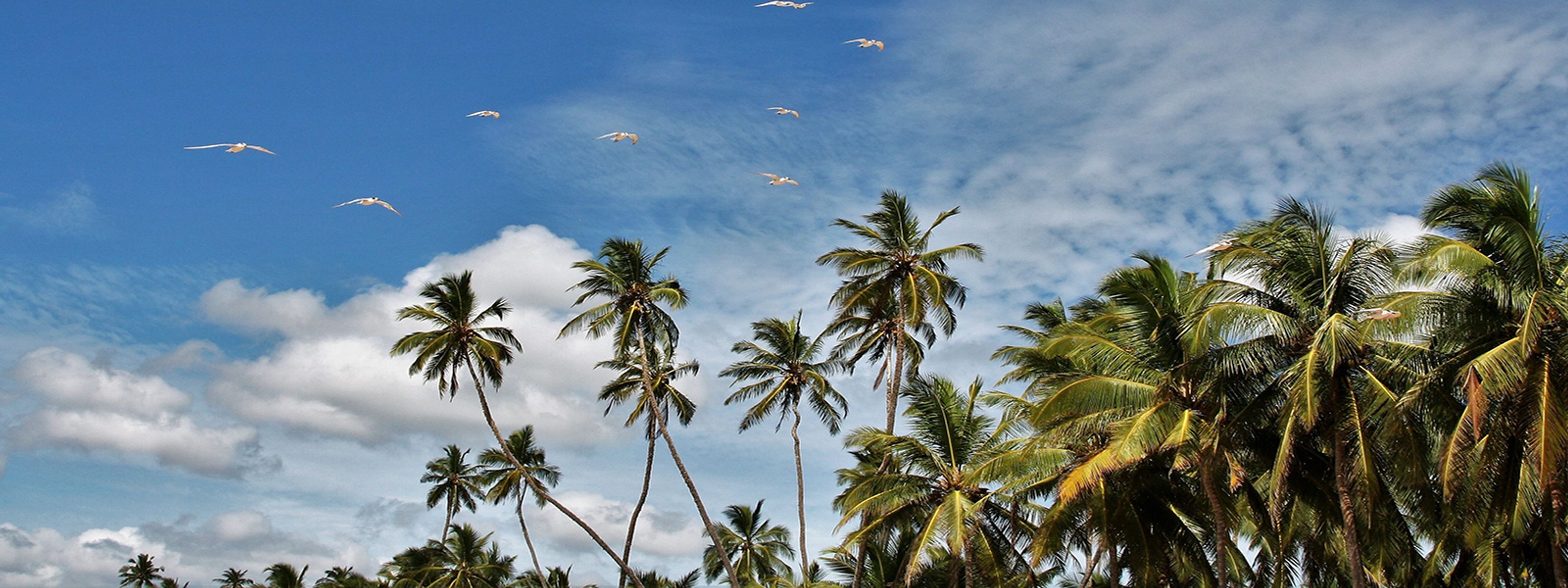 Palmenidylle auf Sri Lanka