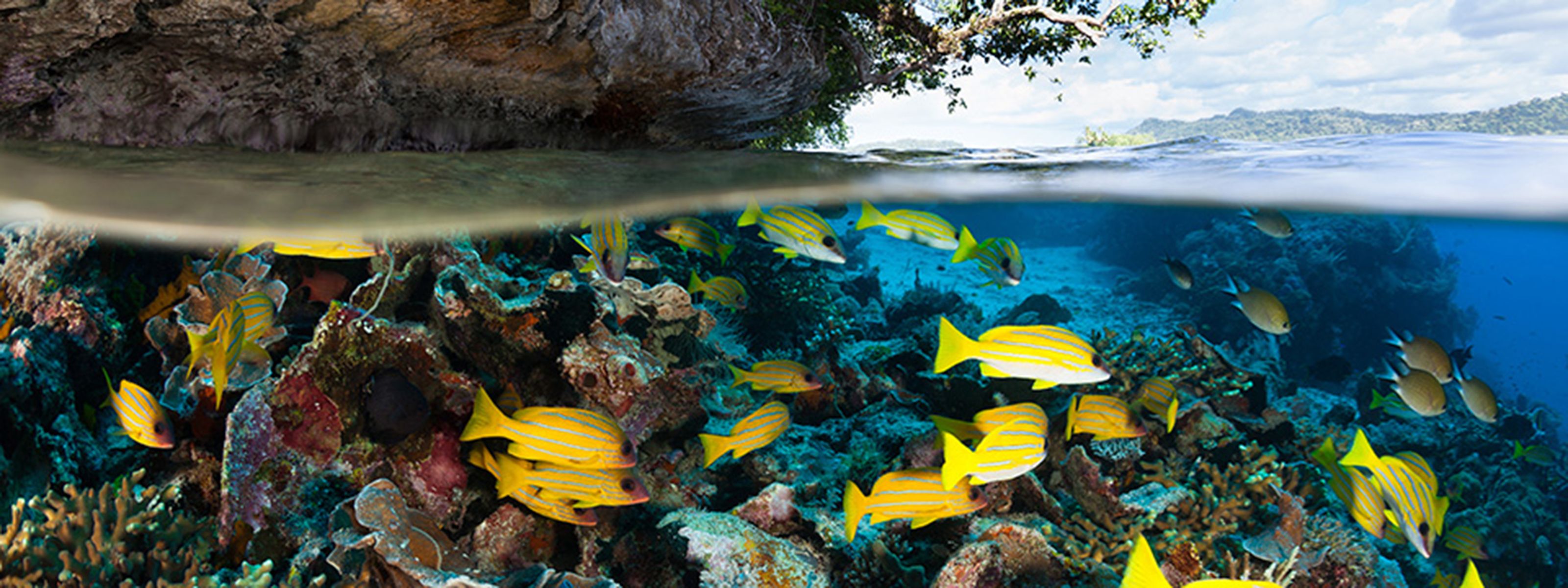 Indonesien - Unterwasserwelt