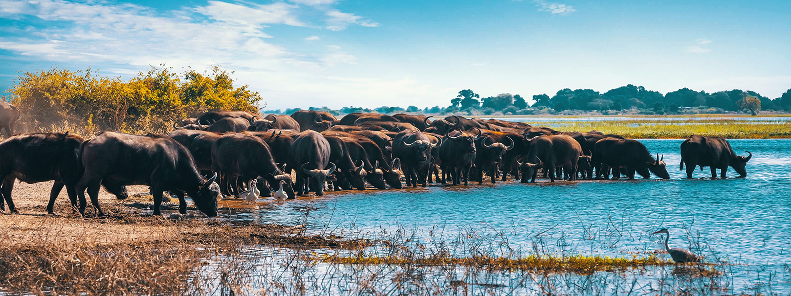 Kaffernbüffel am Chobe-Fluss, Botswana iStock © Artush