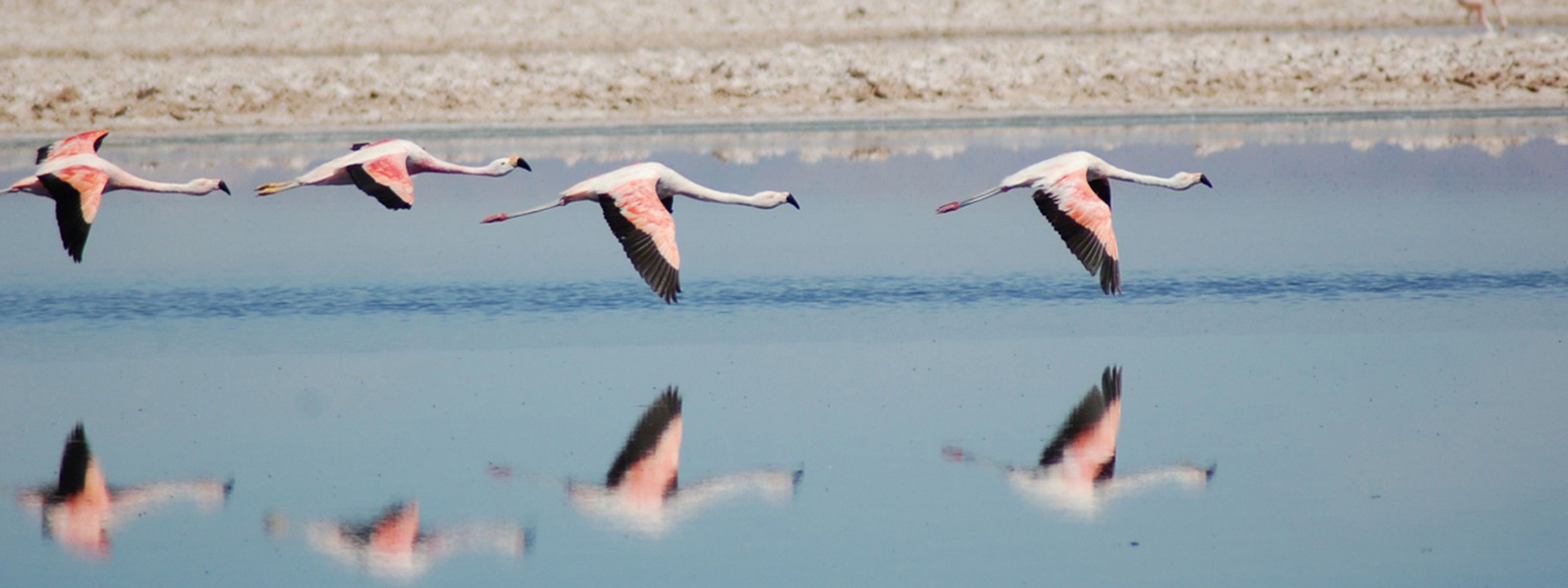 Flamingos in der Salar de Atacama, Chile