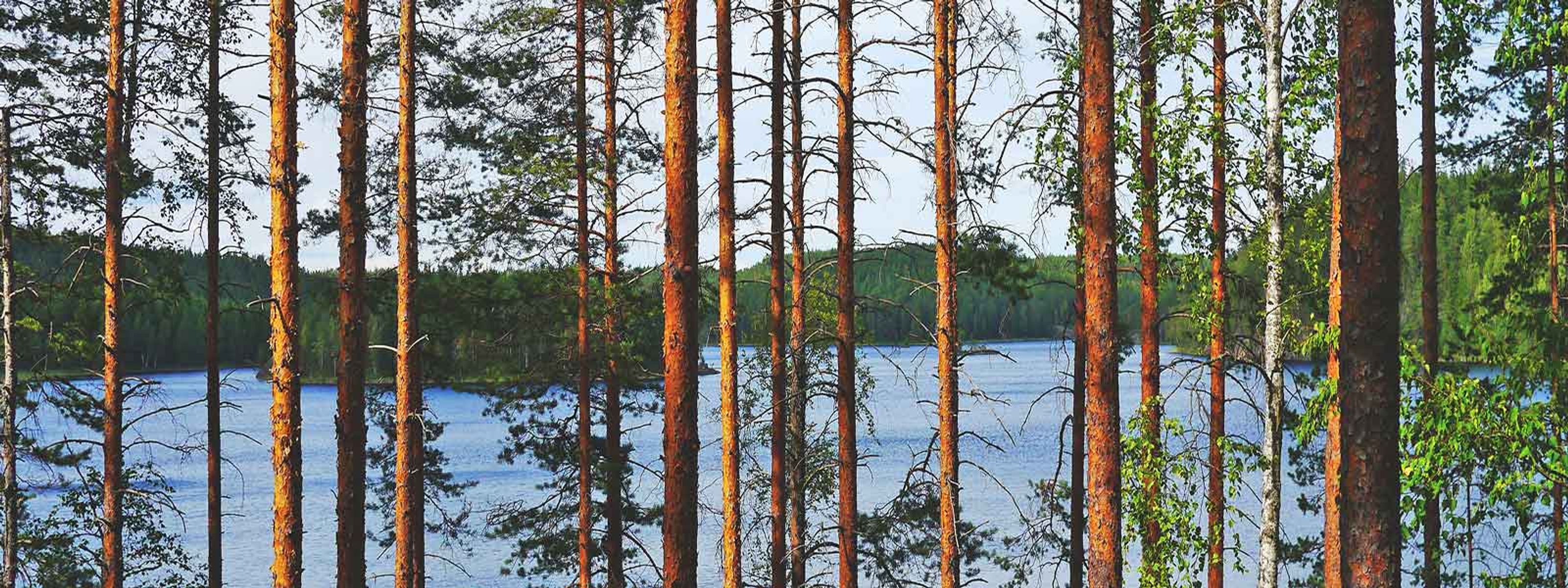 Birkenwald und See, Finnland