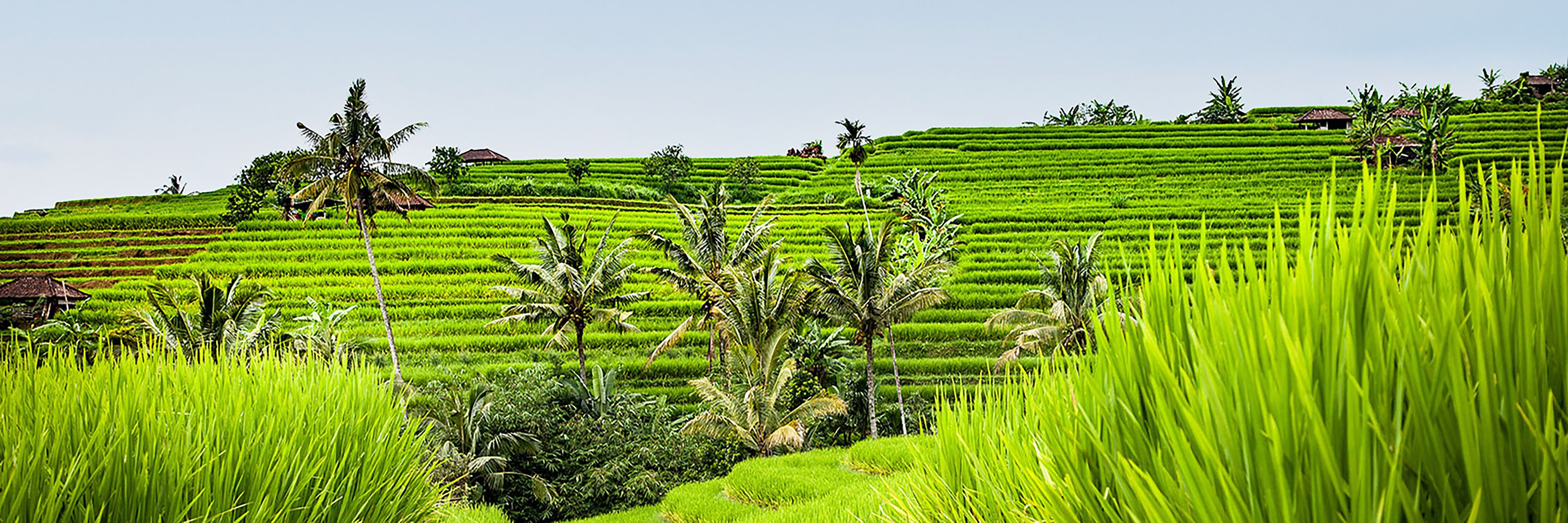Reisfelder auf Bali