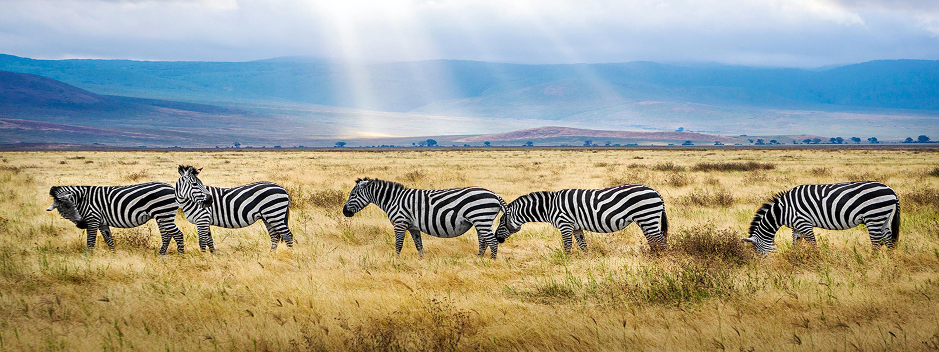 Zebras in der Steppe, Tansania