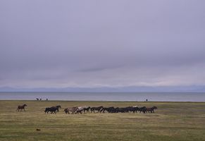 Pferde am Sonkul See