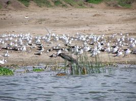 Wasservögel im Queen Elizabeth-Nationalpark, Uganda