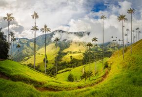 Cocora Tal