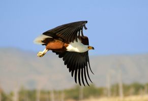 Eleganz und Kraft – Afrikanischer Fischadler im freien Flug