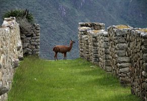 Alpaka in Peru