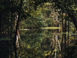 Überschwemmter Wald im Amazonas
