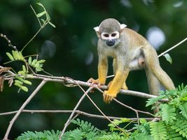 Totenkopfäffchen im Amazonas