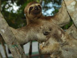 Dreifingerfaultier im Amazonas