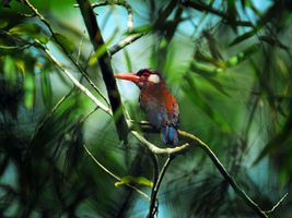Kastanienglanzvogel im Amazonas