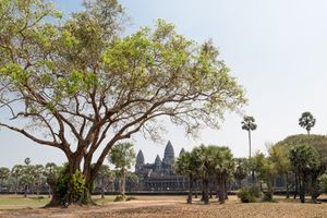 Blick auf die Tempel von Angkor Wat