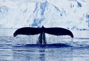 Wal in der Paradise Bay, Antarktis
