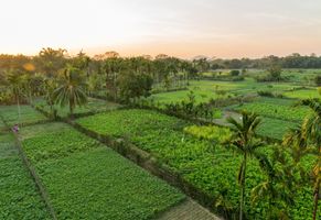 Teeplantage - Assam