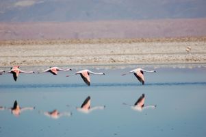 Flamingos in der Salar de Atacama
