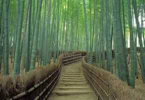 Bambuswald in Sagano, Japan Reise