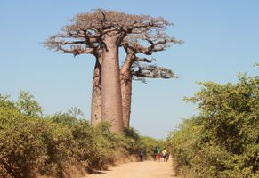 Baobab-Bäume, Madagaskar
