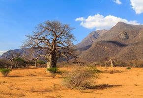 Baobabbäume, Tansania Reise