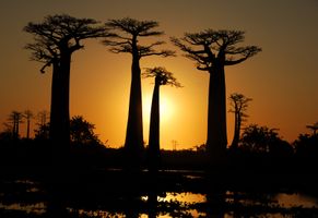 Baobabs bei Sonnenuntergang, Madagaskar