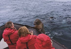 Begegnung mit einer Robbe, Antarktis Kreuzfahrt