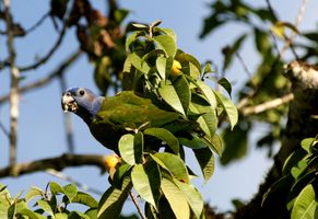 Bird Watching, Suriname Reise