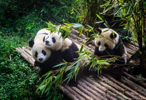 Chengdu Research Base für Pandas © AdobeStock Deyan